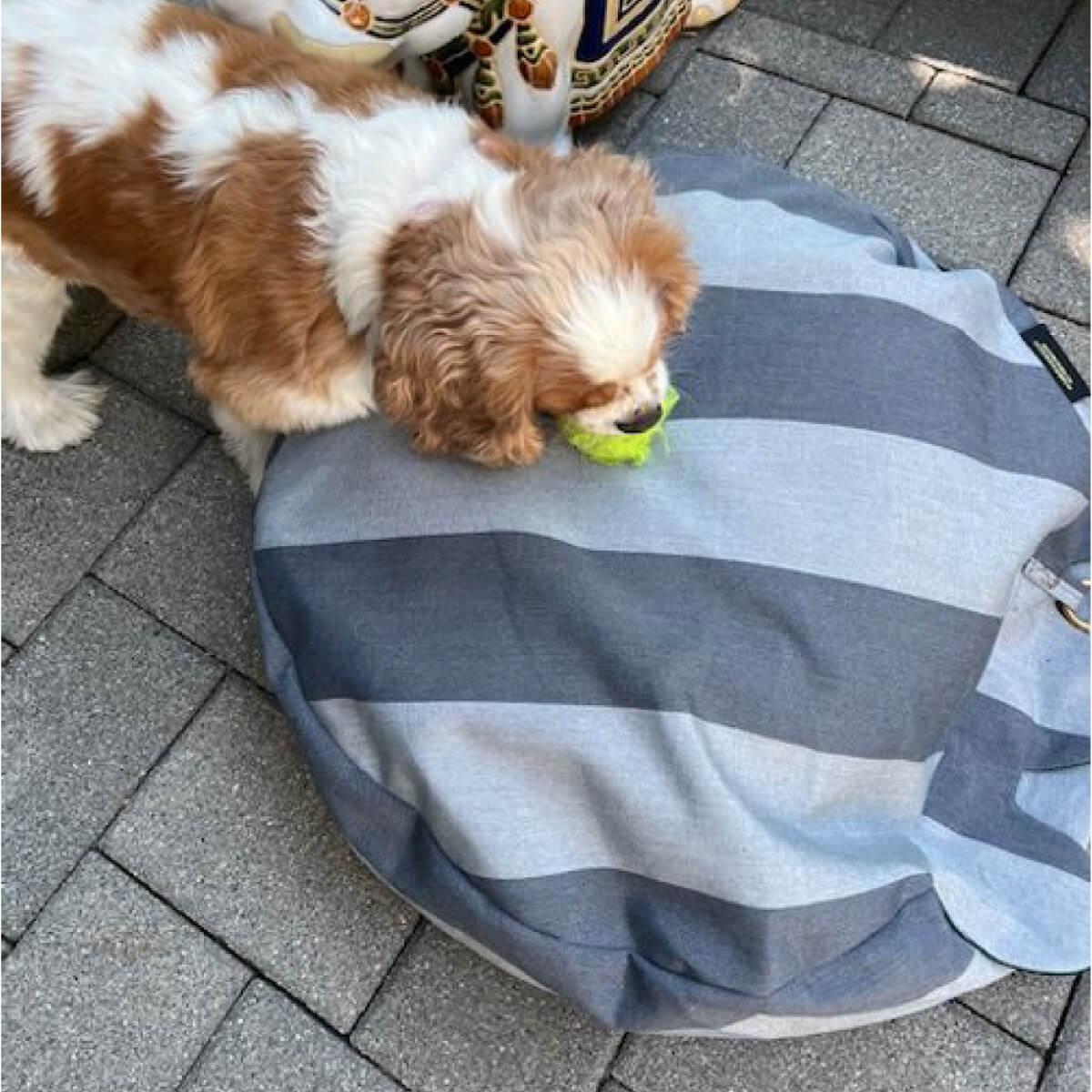 Brass Ring Cover Pet Beds | MILK MONEY milkmoney.co | cute dog bed , custom dog bed, Home decor online, Modern home decor, Luxury home furnishings, Best home decor, Home accessories for sale, Living room furniture sets, Kitchen decor ideas, Wall art for home, Bathroom accessories, Vintage home decor, Minimalist home decor