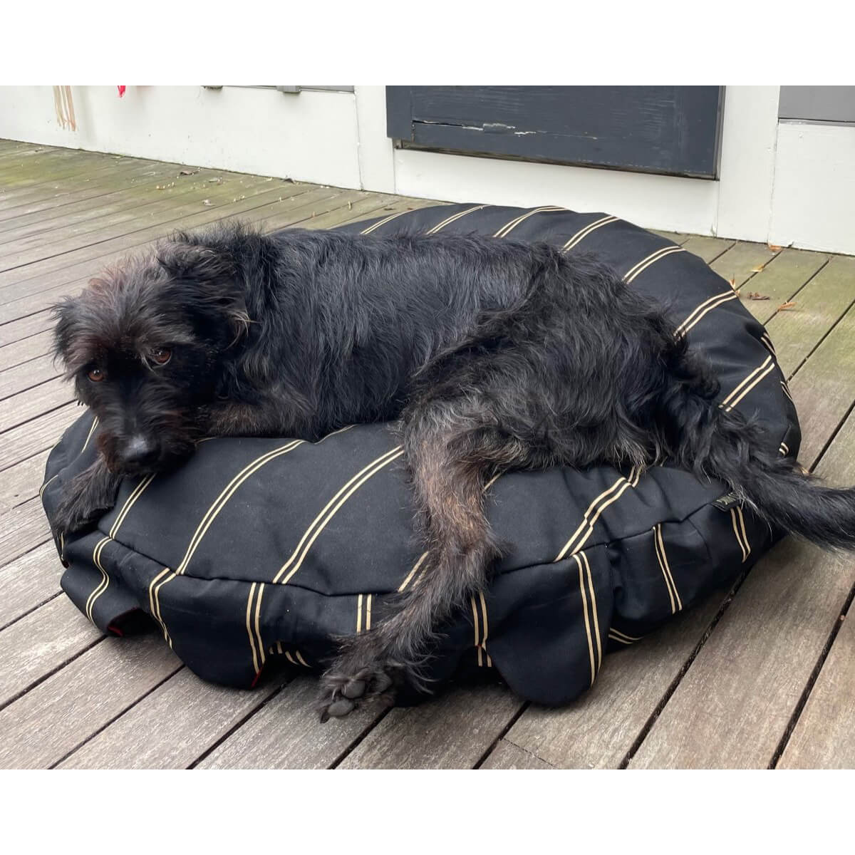 Brass Ring Cover Pet Beds | MILK MONEY milkmoney.co | cute dog bed , custom dog bed, Home decor online, Modern home decor, Luxury home furnishings, Best home decor, Home accessories for sale, Living room furniture sets, Kitchen decor ideas, Wall art for home, Bathroom accessories, Vintage home decor, Minimalist home decor