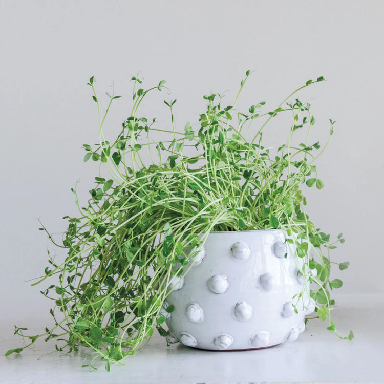 Terracotta Planter with Raised Dots  white front | MILK MONEY milkmoney.co | 	Home decor online, Modern home decor, Luxury home furnishings, Best home decor, Home accessories for sale, Living room furniture sets, Kitchen decor ideas, Wall art for home, Bathroom accessories, Vintage home decor, Minimalist home decor
