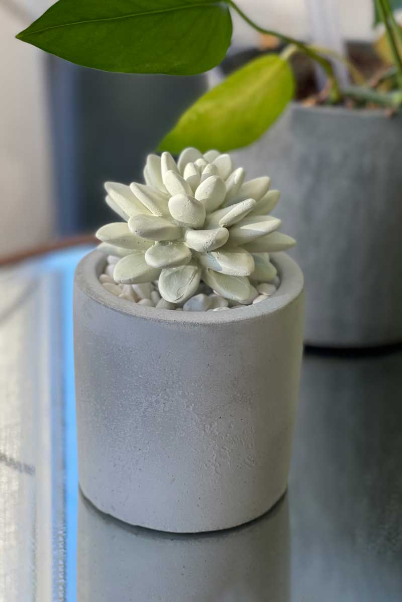 Ceramic Succulent Fragrance Diffuser front lifestyle | MILK MONEY milkmoney.co | cute home accessories, home fragrance, gift items